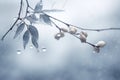 raindrops on a branch of eucalyptus tree Royalty Free Stock Photo