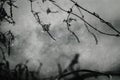 Raindrops on a branch of a leafless tree in close-up in January