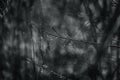 Raindrops on a branch of a leafless tree in close-up in January