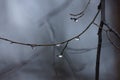 Raindrops on branches in the forest Royalty Free Stock Photo