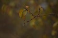 Raindrops on the branches of a tree in the autumn forest Royalty Free Stock Photo