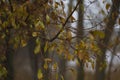 Raindrops on the branches of a tree in the autumn forest Royalty Free Stock Photo