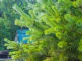 Raindrops on the branches of a young pine. Royalty Free Stock Photo