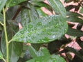 Raindrops on bright green plant leaves Royalty Free Stock Photo