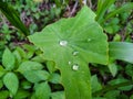 Raindrops on A Broken Taro Leaf