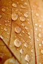 Raindrops on the brown leaf in autumn season Royalty Free Stock Photo