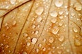 Raindrops on the brown leaf in autumn season Royalty Free Stock Photo