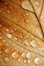 Raindrops on the brown leaf in autumn season Royalty Free Stock Photo