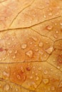 Raindrops on the brown leaf in autumn season Royalty Free Stock Photo