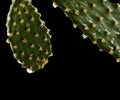 Raindrops on Cactus Leafs Royalty Free Stock Photo