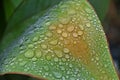 Raindrops on a canna Lilly leaf Royalty Free Stock Photo