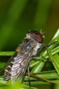 Raindrops caught on a horsefly Royalty Free Stock Photo
