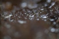 Raindrops caught in a spider's web macro. Royalty Free Stock Photo