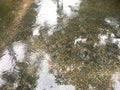 Raindrops on cement floor with tree shadow reflection on water. Royalty Free Stock Photo