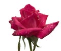 Raindrops on cerise red rose flower stem on white Royalty Free Stock Photo