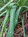 Raindrops on citronella leaves