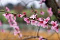 Raindrops cling to pink apple tree blossoms on a branch Royalty Free Stock Photo