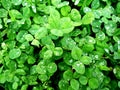 Raindrops on clover Royalty Free Stock Photo