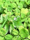 Raindrops on clover Royalty Free Stock Photo
