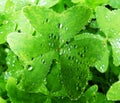 Raindrops on a clover Royalty Free Stock Photo