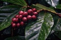 raindrops on coffee leaves after a storm Royalty Free Stock Photo