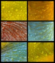 Raindrops collage Royalty Free Stock Photo