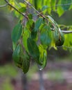 Raindrops on Common Persimmon Leaves