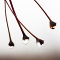 Raindrops on Crabapple, Malus or Wild apple, tree stems or stalks on a rainy autumn morning Royalty Free Stock Photo