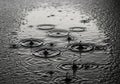 Raindrops create ripples on a wet surface, forming concentric Royalty Free Stock Photo