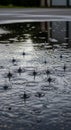 Raindrops create a series of splashes and concentric ripples on a water puddle. The Royalty Free Stock Photo