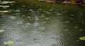 Raindrops creating circular ripples on a calm green pond surface Royalty Free Stock Photo