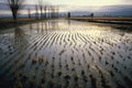 raindrops creating ripples in a flooded fields surface