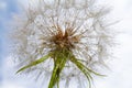 Raindrops on a dandelion Royalty Free Stock Photo