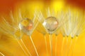 Raindrops on dandelion Royalty Free Stock Photo