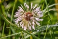 Raindrops on dandelion seedhead Royalty Free Stock Photo