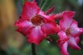 Raindrops on desert rose flowers Royalty Free Stock Photo