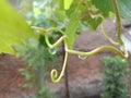 Raindrops dripped on the vine`s vine, green grape vine