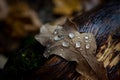 Raindrops on a dry fallen oak leaf