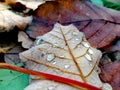 Raindrops on dry maple leaf Royalty Free Stock Photo
