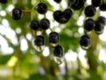 Raindrops on Elderberries Royalty Free Stock Photo