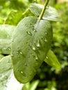 Raindrops on Eucalyptus leaf Royalty Free Stock Photo