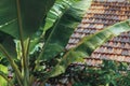 Raindrops Falling Down on Lush Banana Palm Leaves