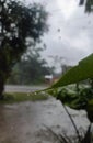 Raindrops that fall on leaves Royalty Free Stock Photo