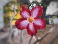 Red Flower Adenium Obesum with drop water with blurred background
