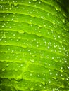 Raindrops fall on the midrib of banana leaves