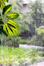 Raindrops fall from the window pane. It`s raining outside. Rainy autumn warm day. The sun shines through the leaves of a Royalty Free Stock Photo