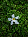 The raindrops on fallen beautiful flower.