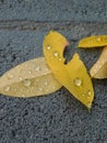 Raindrops on yellow fallen leaves