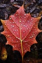 raindrops on a fallen maple leaf Royalty Free Stock Photo