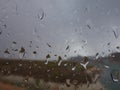 Raindrops falling on a lake in the desert